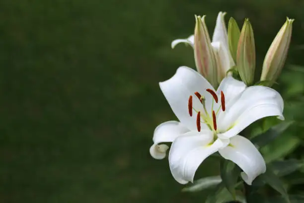Cool Roots, Hot Color: Companion Planting Recipes That Make Lilies Pop