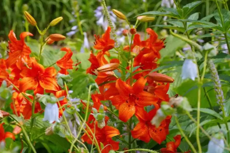lilies with geraniums heuchera