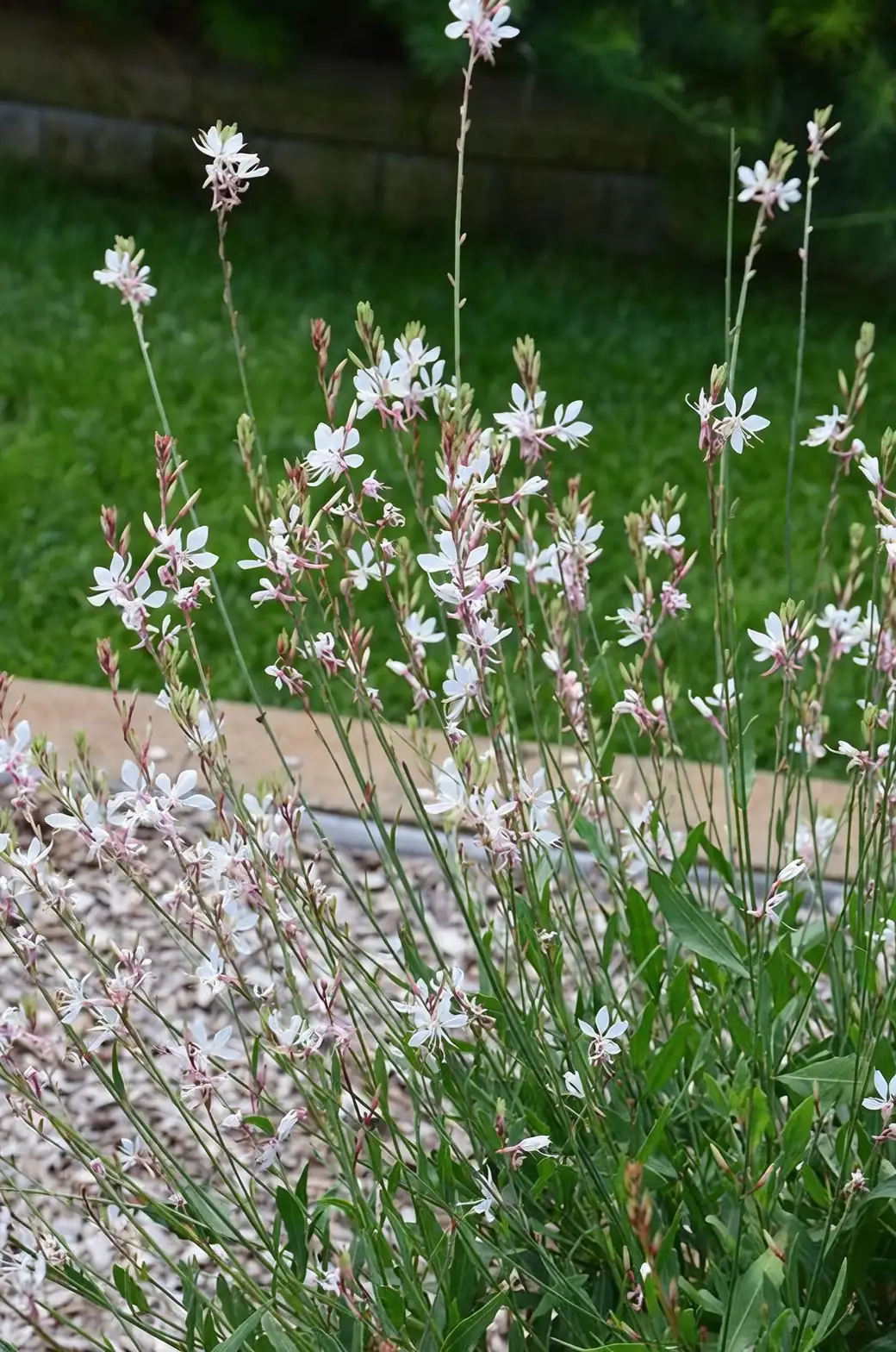 lilies with gaura and grasses