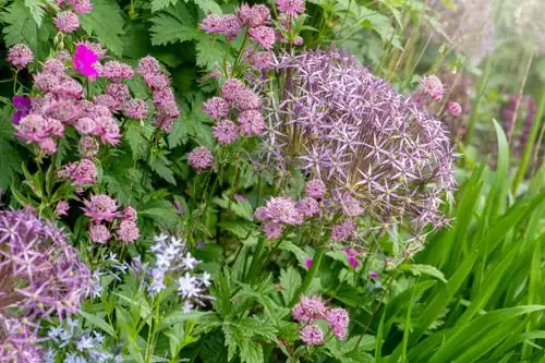 lilies with alliums and alyssum