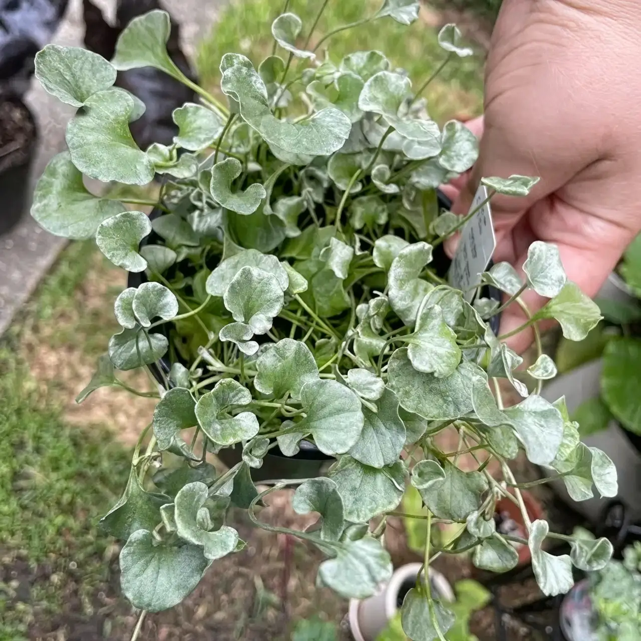 potted lilies with dichondra