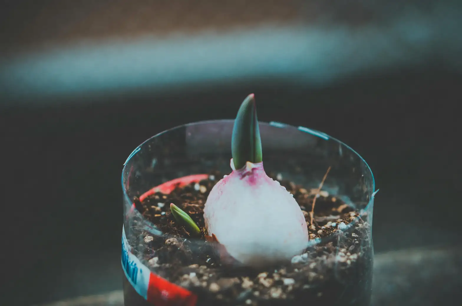 planting lily bulbs soil