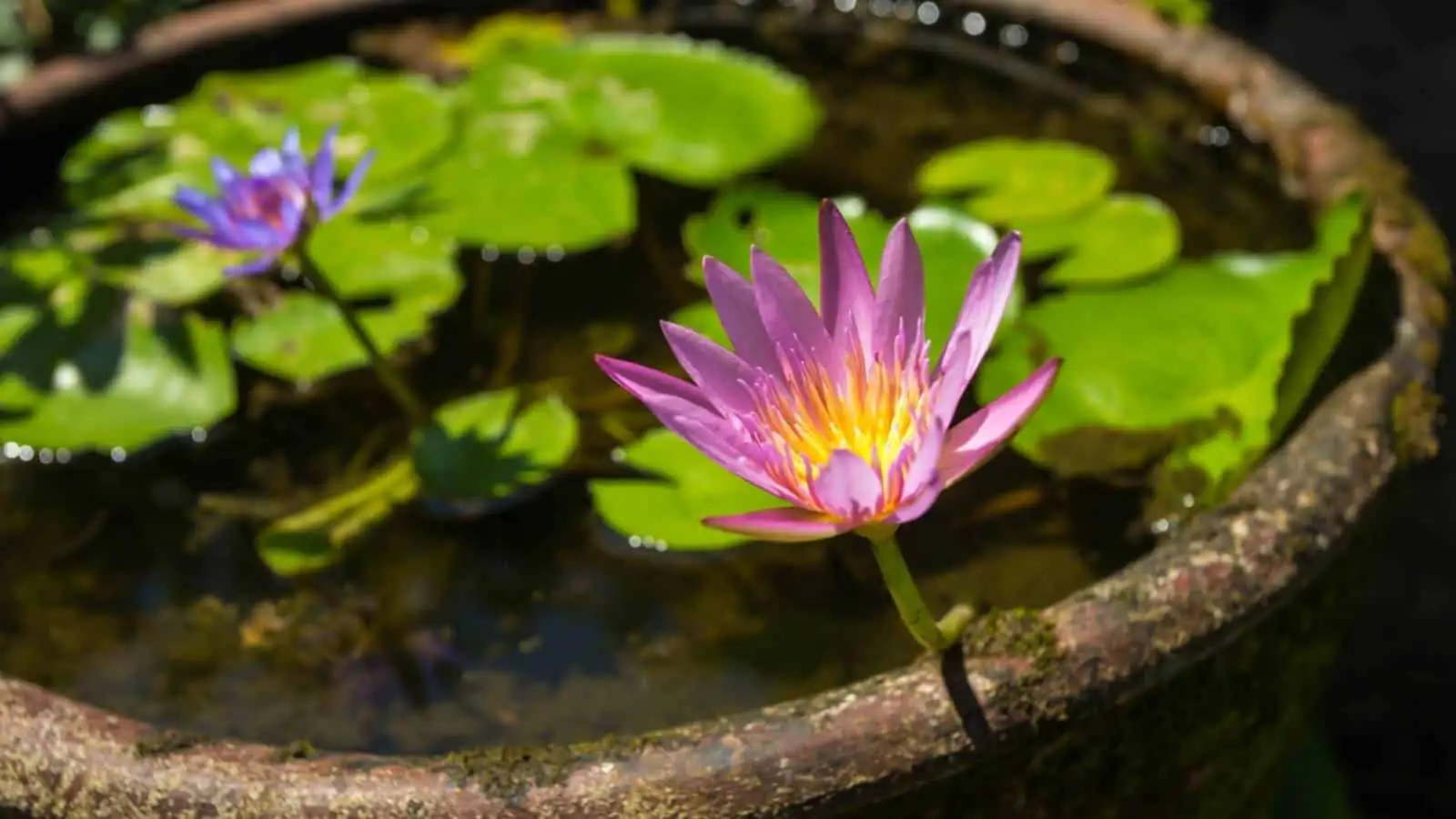 watering lilies at base