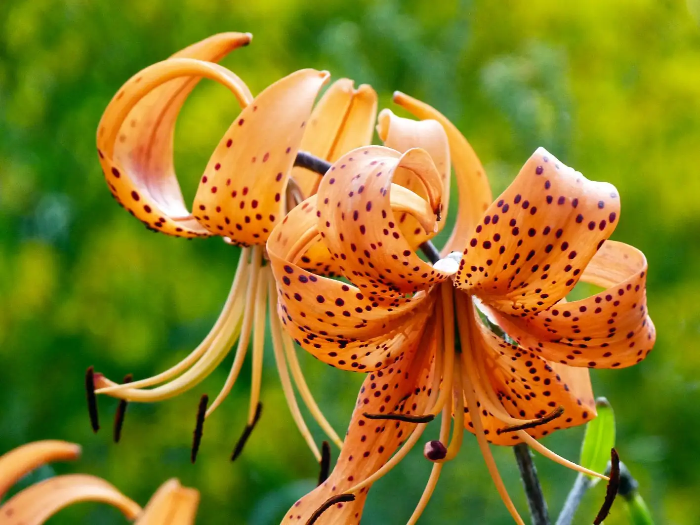 Can You Eat Lily Bulbs? How to Tell Edible Species From Ornamental Hybrids
