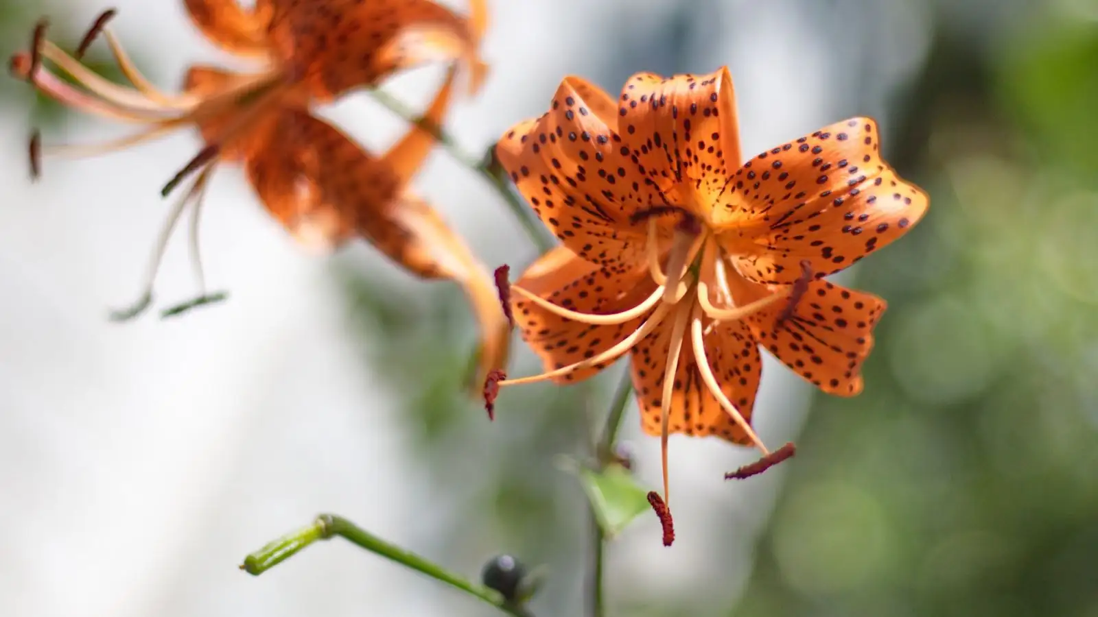 tiger lily stem bulbils orange flowers