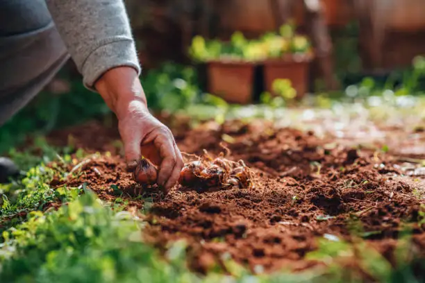 tiger lily bulbs planting raised bed