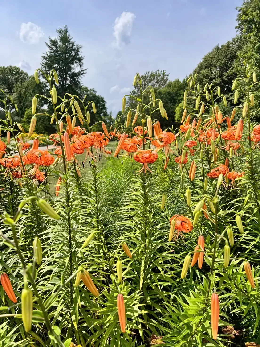 tiger lily bulbs harvesting with fork