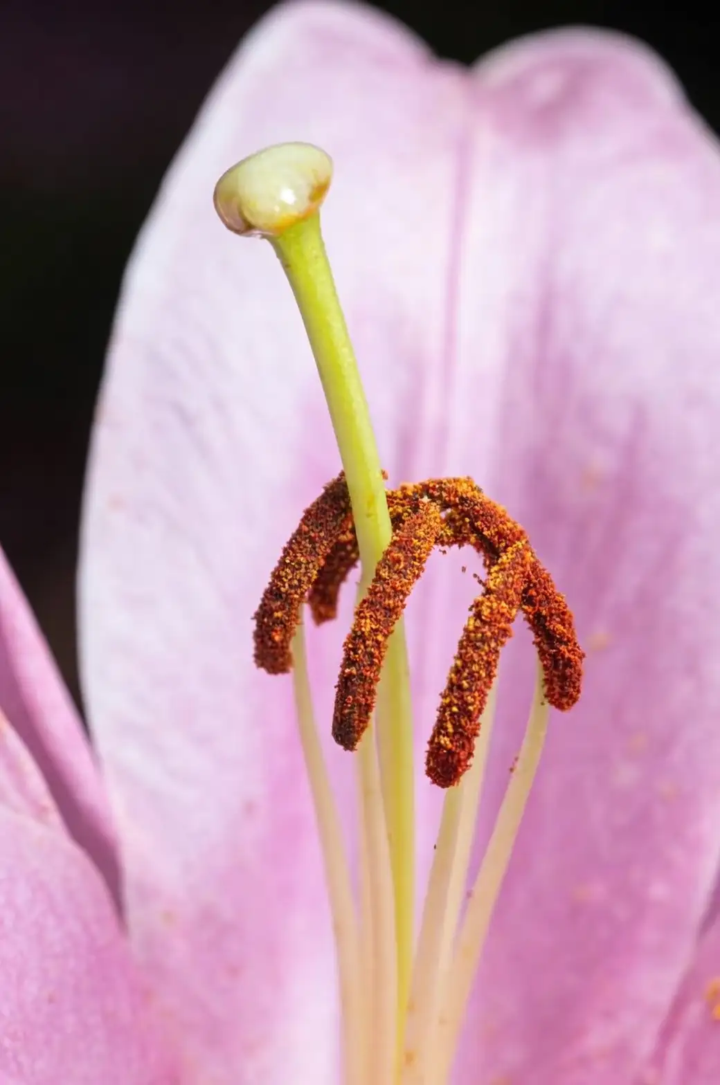 lily anthers pollen close-up