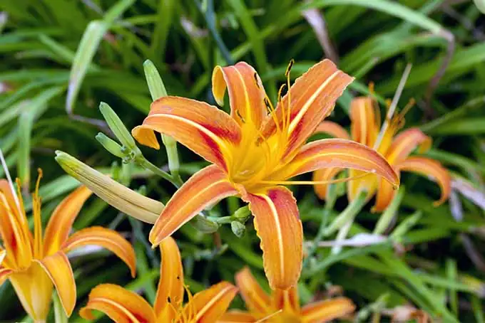 daylily orange bloom close-up