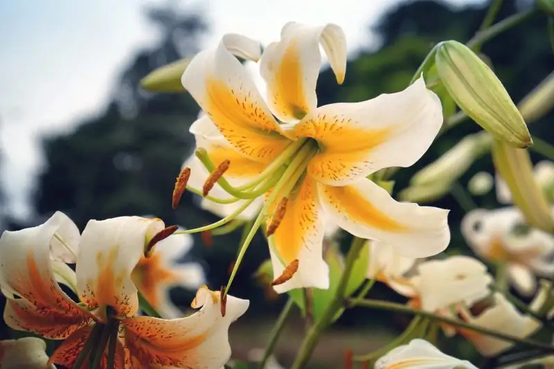 lily pollen on cat paw