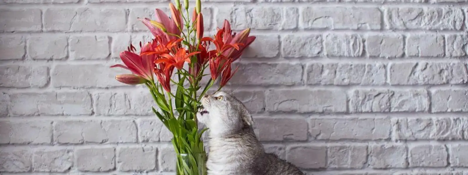 owner wiping lily pollen from cat