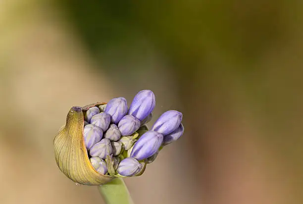 Florist Secrets for 10-Day Lily Bouquets: Bud Stage, Anther Tricks, and the Ethylene Trap
