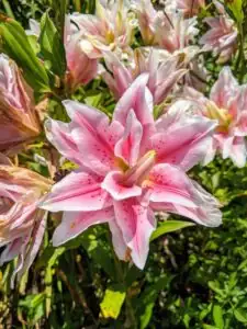 hand removing lily anthers tissue