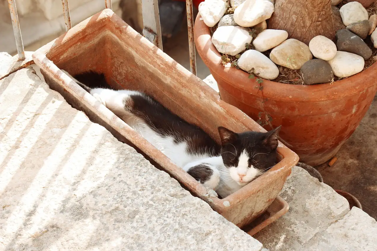 cat near lily vase