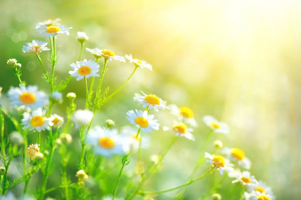 Sun, Not Soggy: The 10‑Minute Chamomile Care Blueprint (German vs. Roman)