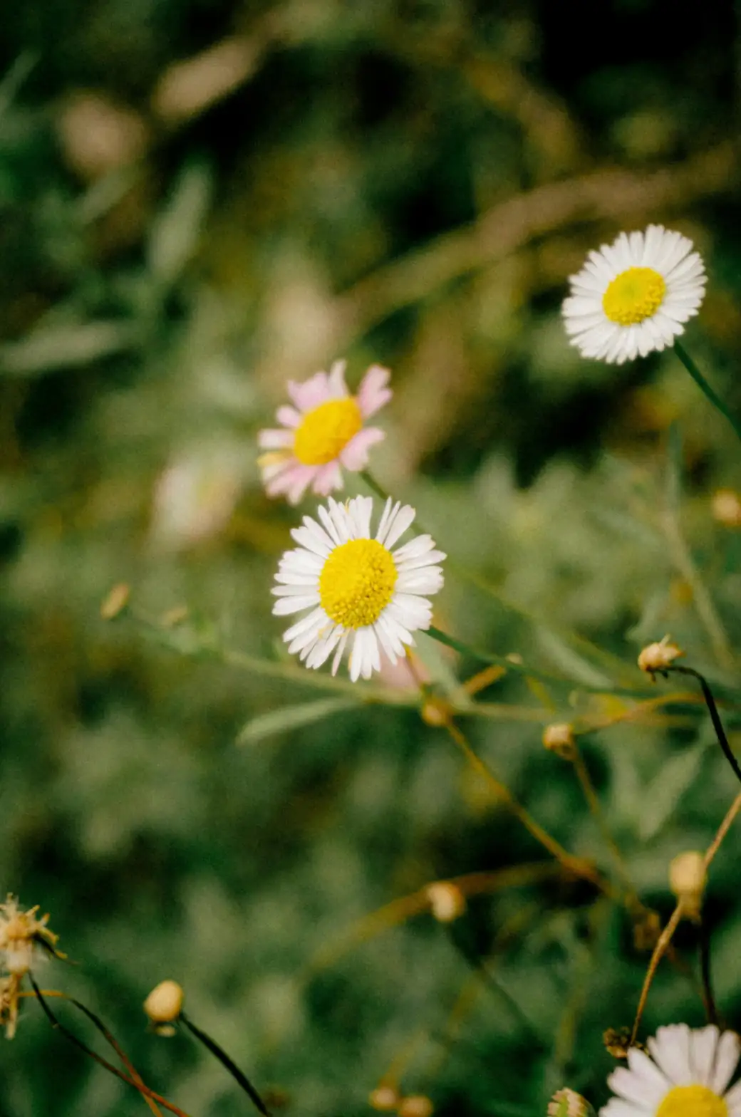 chamomile pot soil moisture check