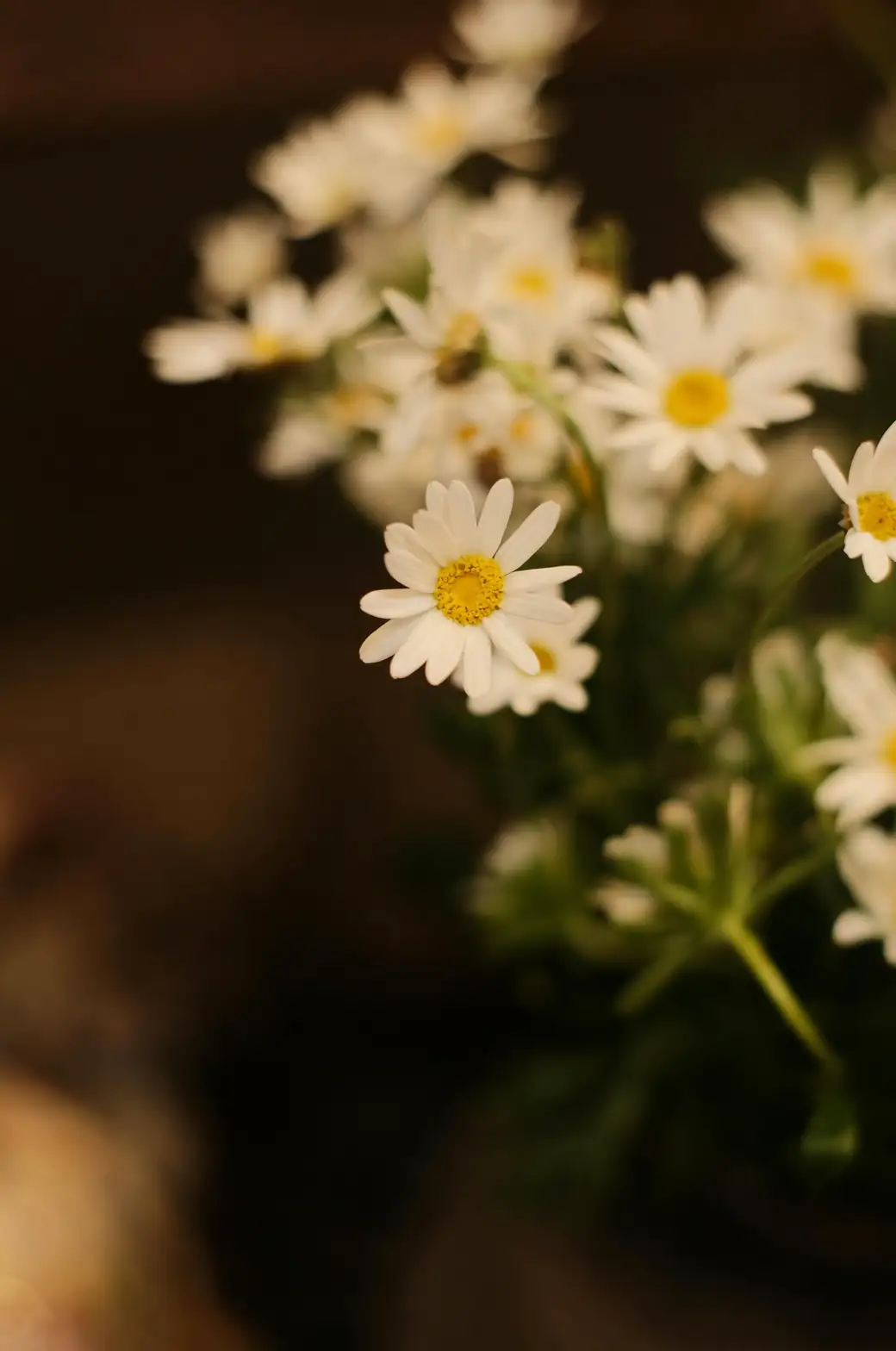 German chamomile conical center close-up