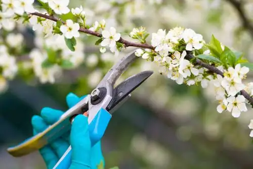 chamomile midseason shear pruning