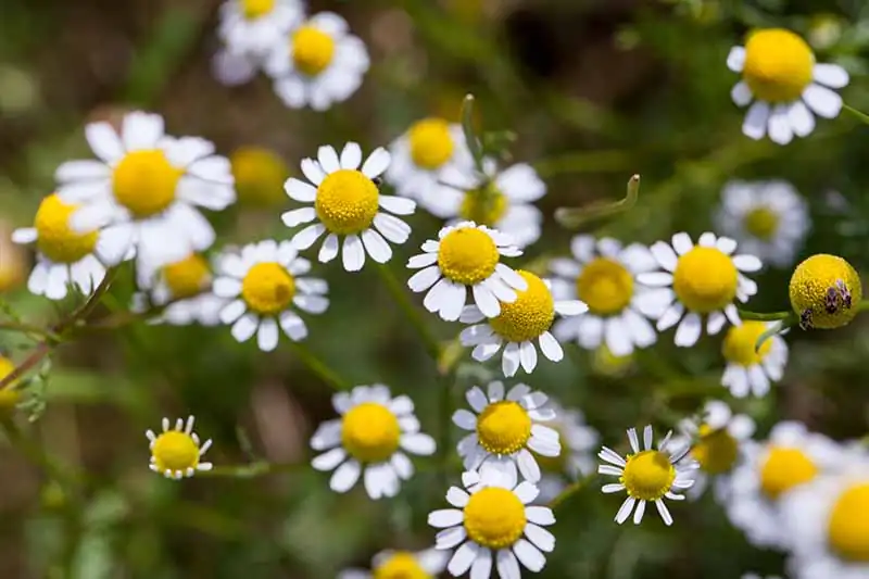 Why Does German Chamomile Oil Turn Blue? 7 Science‑Backed Quirks You’ll Love