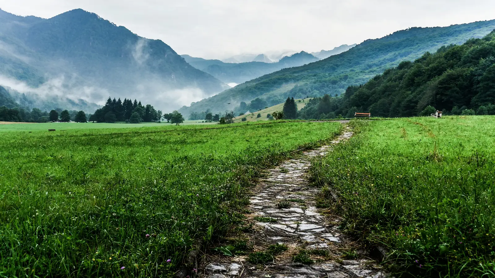 Roman chamomile groundcover pathway