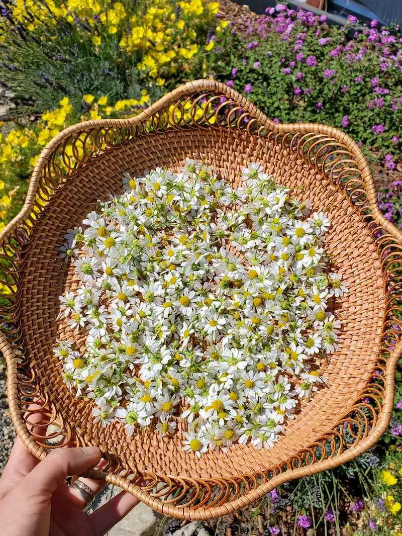 German chamomile flower harvest basket