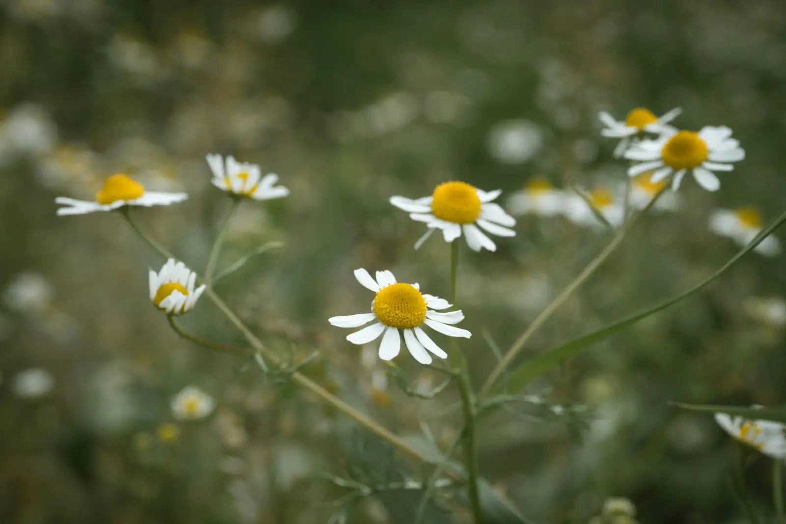 Chamomile’s Flower Language: “Energy in Adversity” and the Calm After Chaos