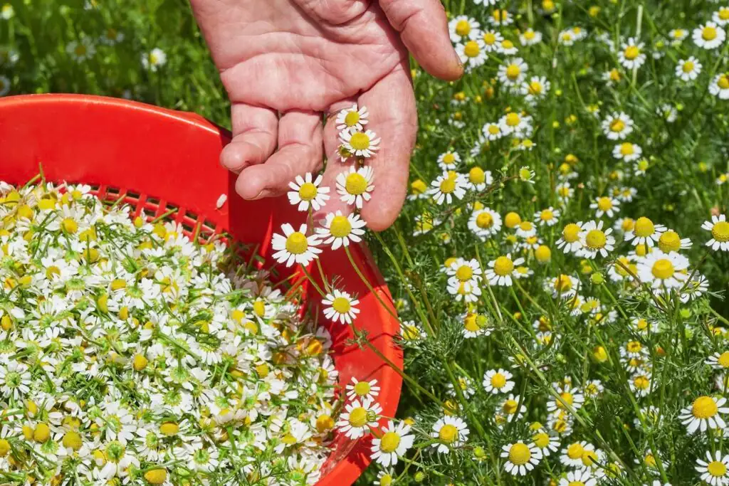 harvesting chamomile flowers basket