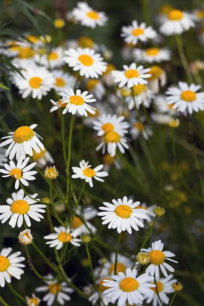 Seed‑to‑Steam: Master Propagating Chamomile (Light‑Germinating Tips Inside!)