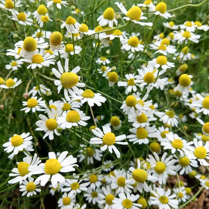 German chamomile ripe seed heads