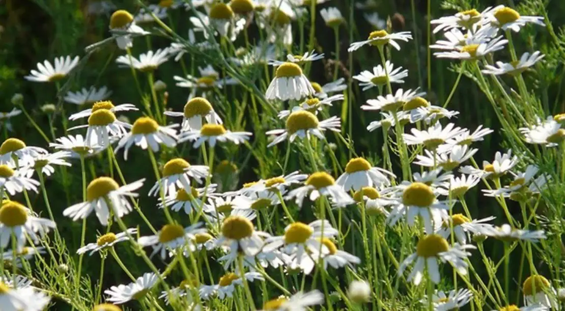 Roman chamomile runners division