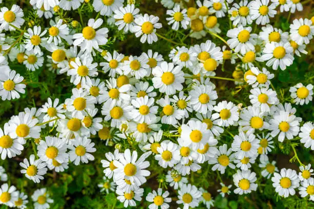 The Friendly Neighbor: How Chamomile Boosts Your Veggie Patch and Pollinators