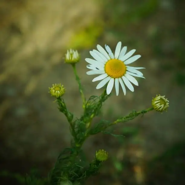 german and roman chamomile side by side