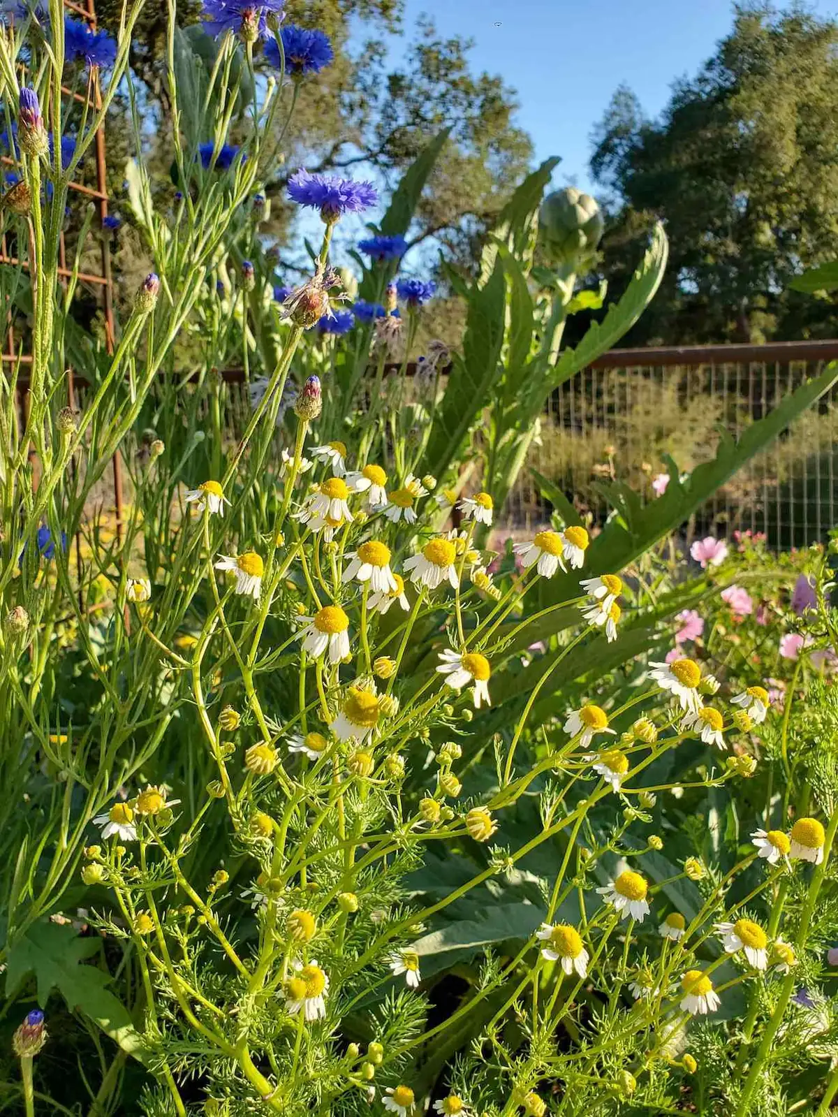 chamomile raised bed with vegetables