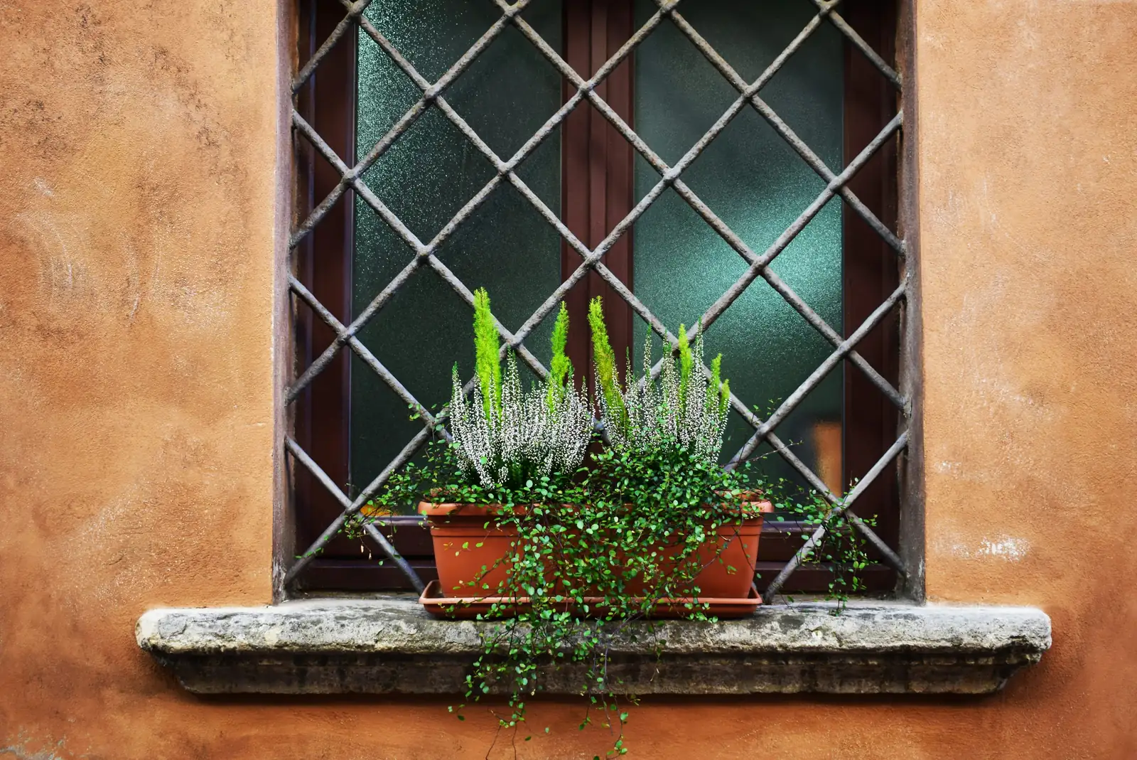 roman chamomile window box patio