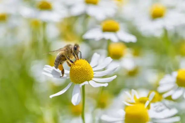 chamomile tea harvest hand picking