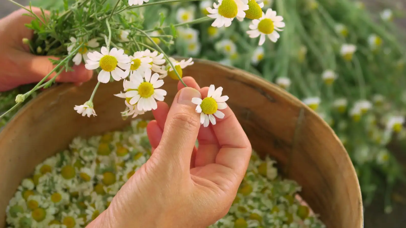 chamomile harvesting hand basket