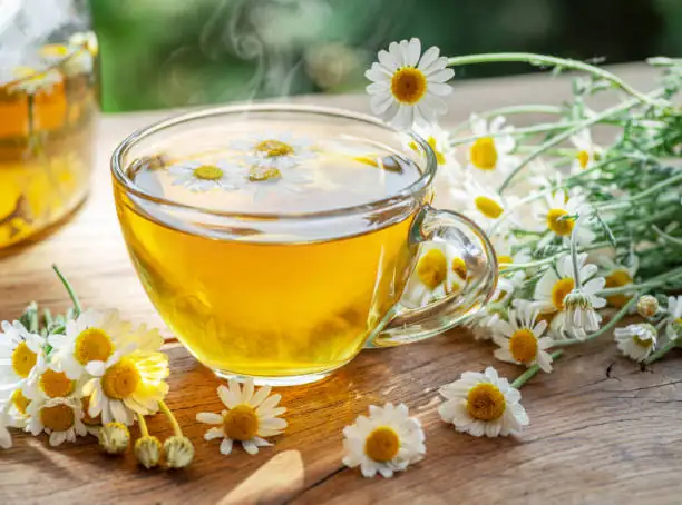 chamomile tea covered cup steeping