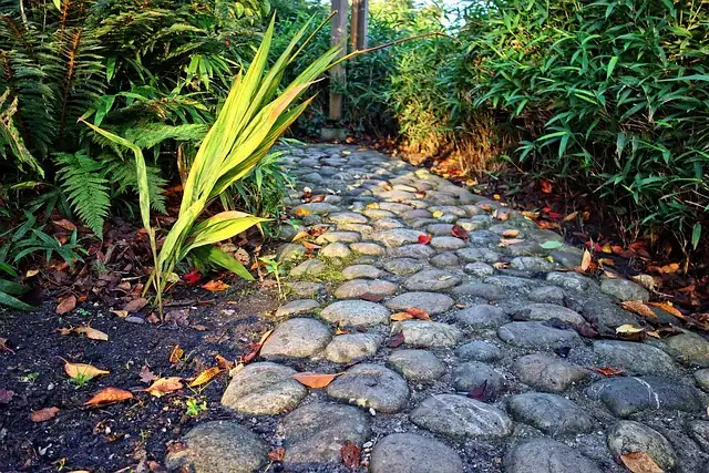roman chamomile spacing around stones