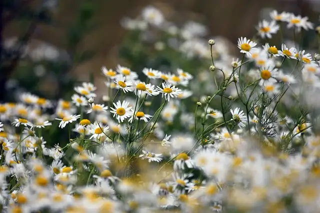 roman chamomile trimming with shears