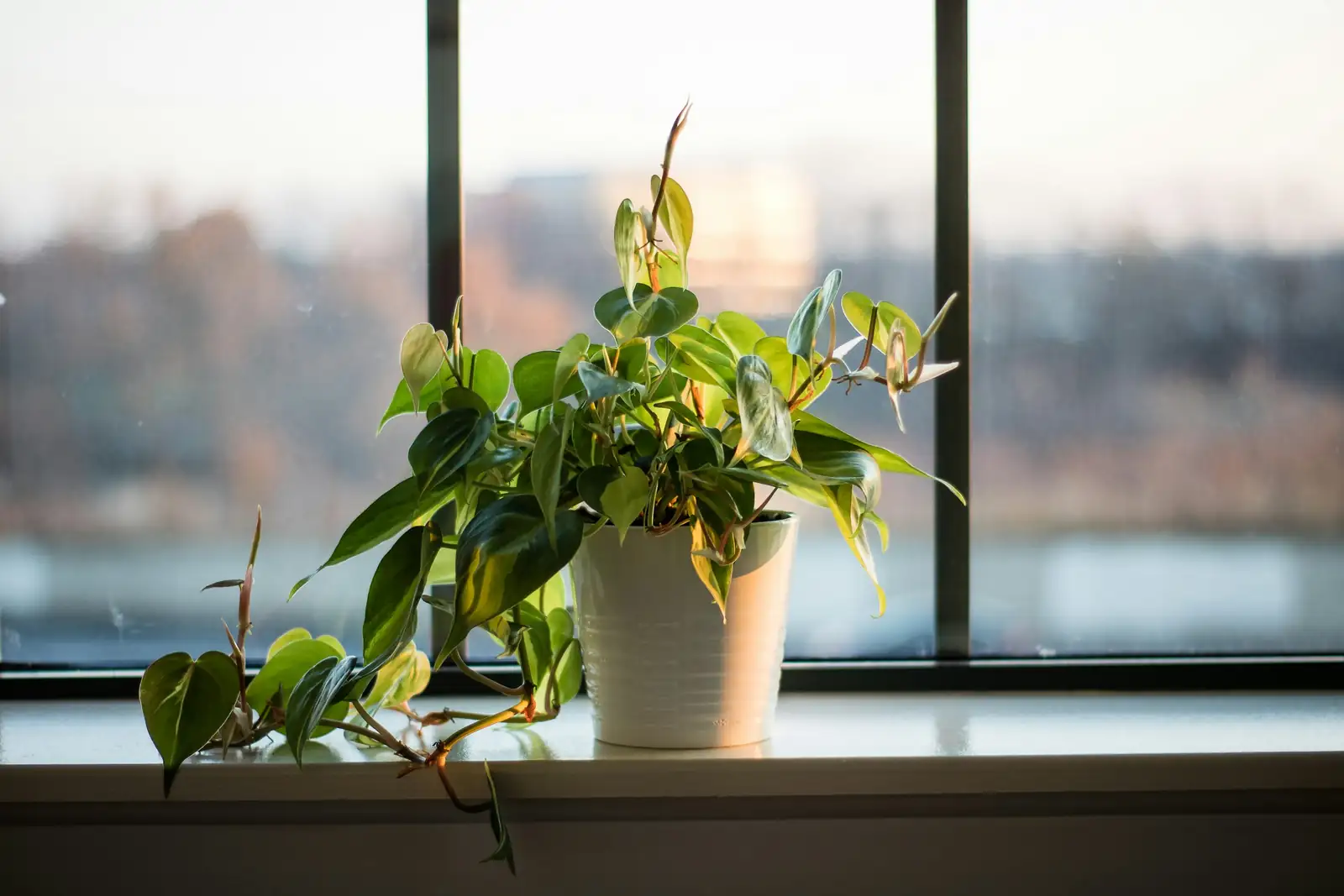 Windowsill Spa: Growing Chamomile Indoors Without the Mildew Meltdown