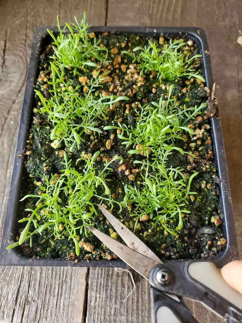 repotting chamomile gritty soil mix