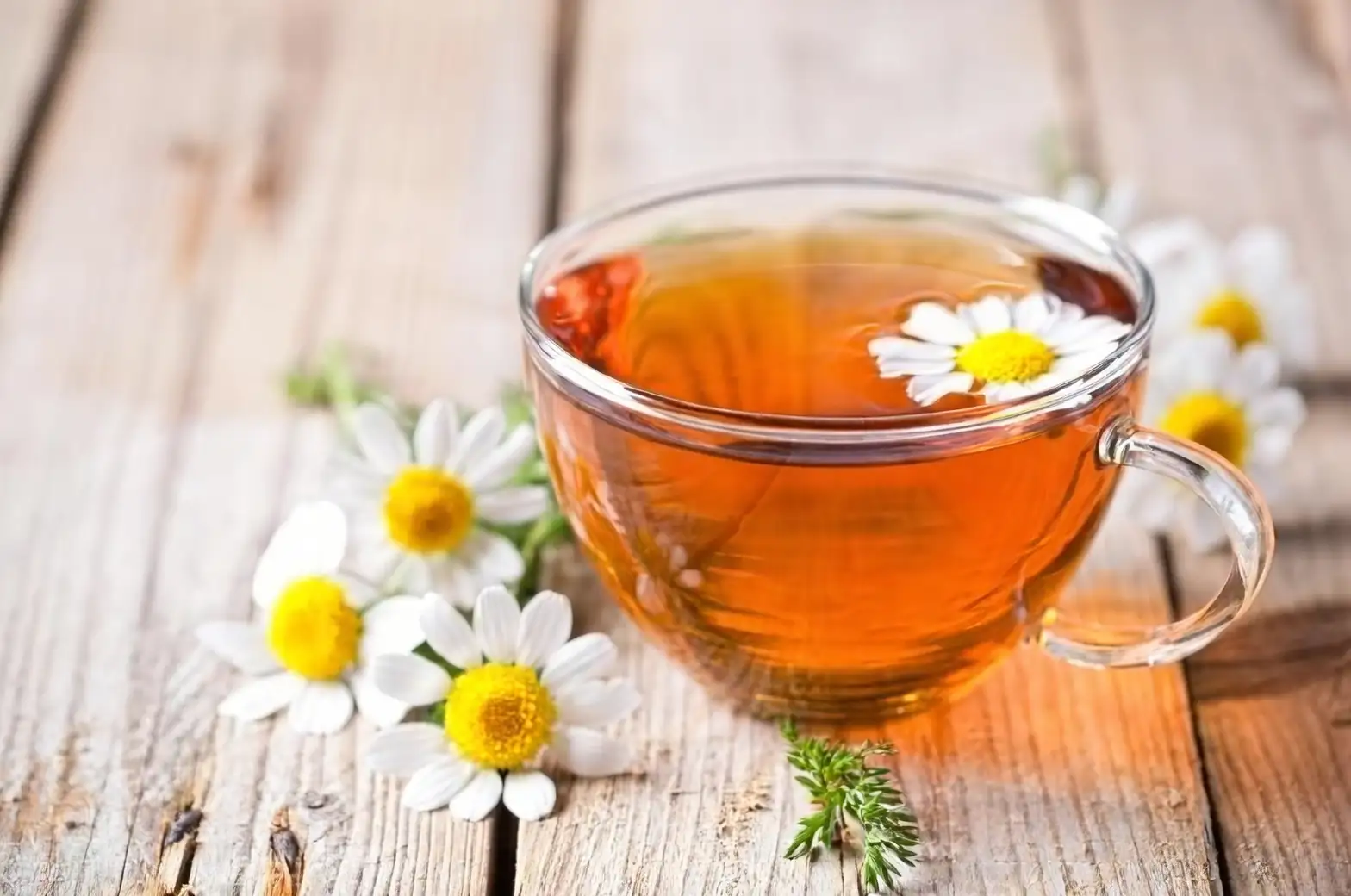 German vs. Roman Chamomile: Which One Belongs in Your Garden (and Your Cup)?