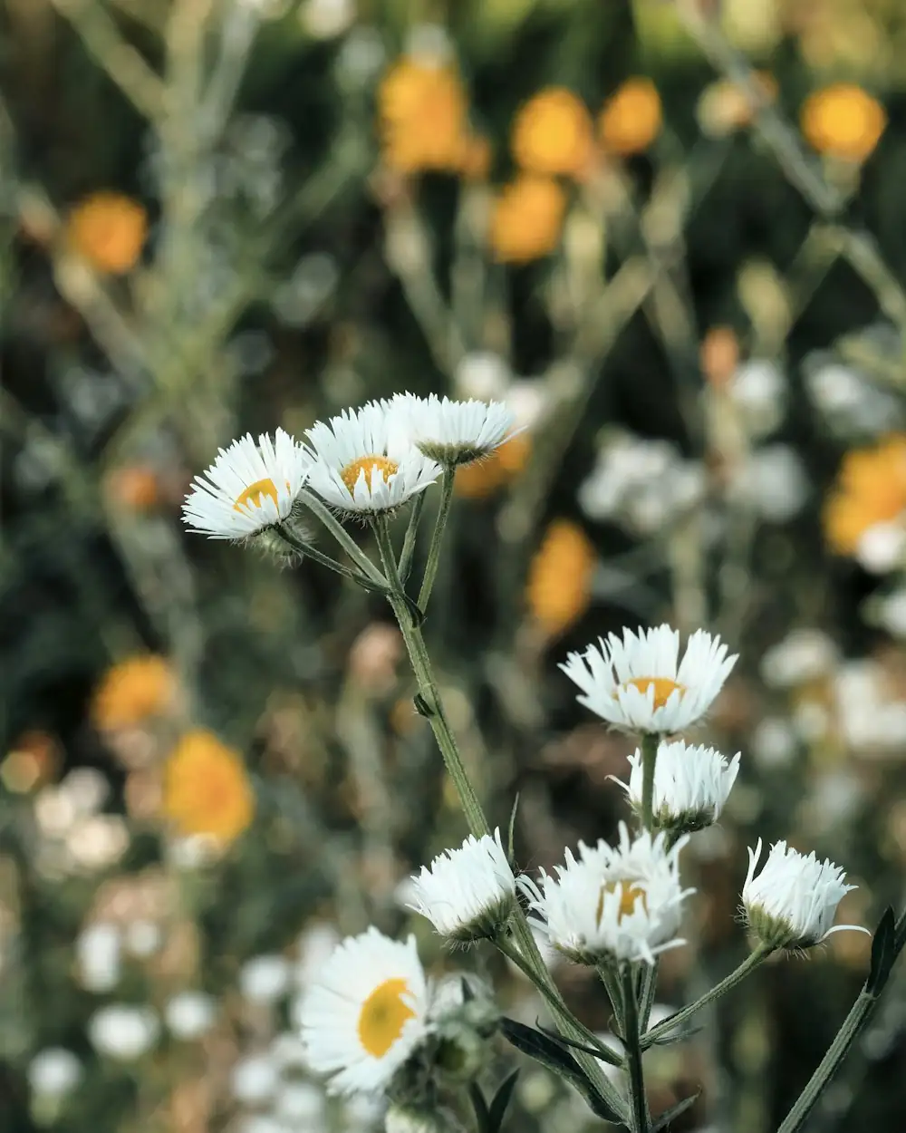 German vs Roman chamomile plants