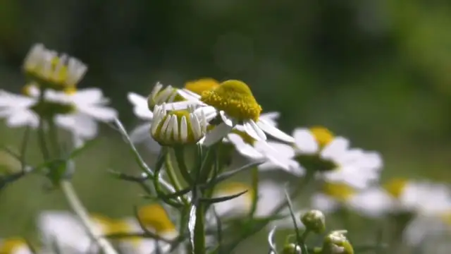 Roman chamomile groundcover path