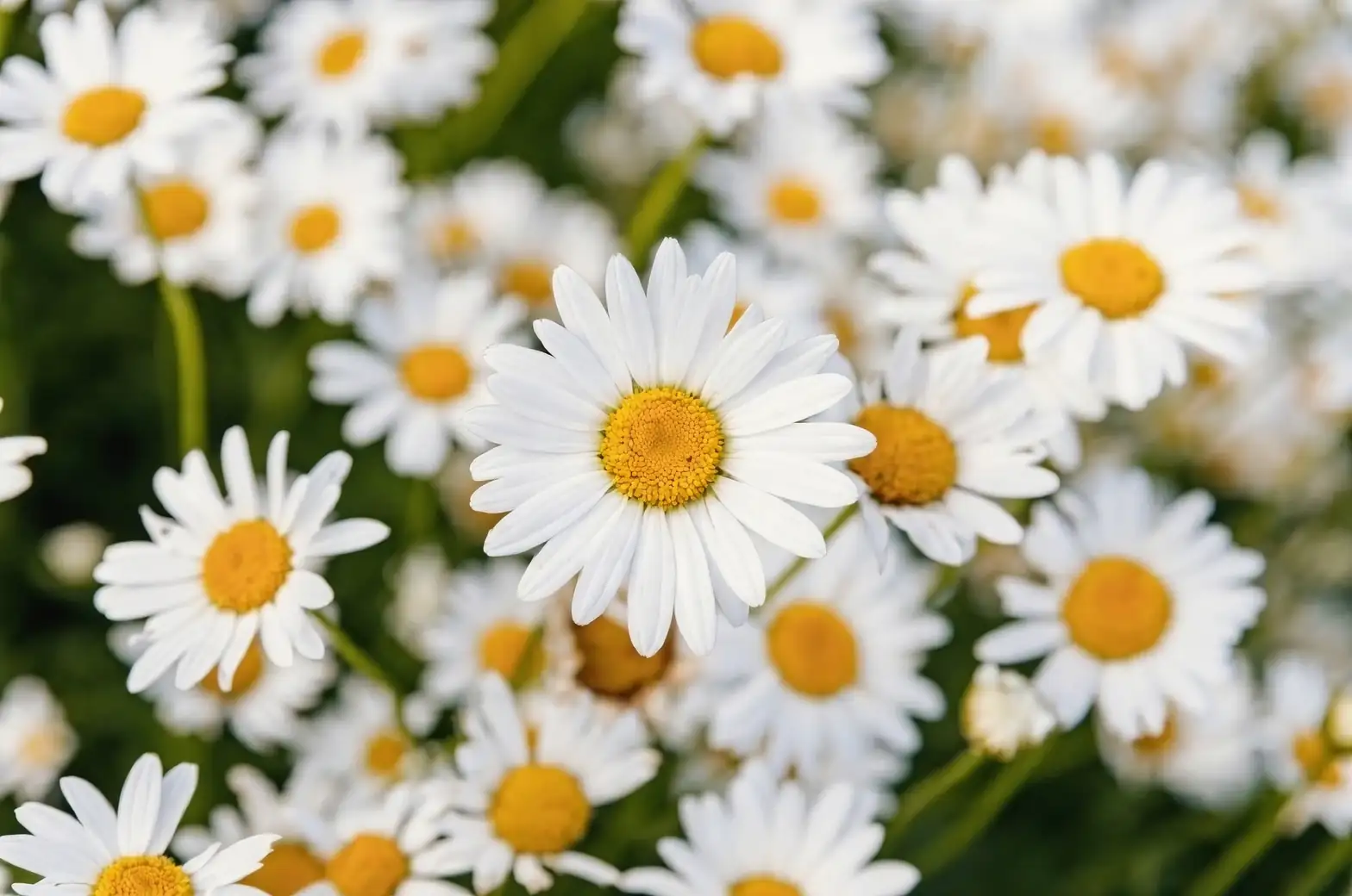 Your Year with Chamomile: Month‑by‑Month Tasks from Seedlings to Second Flush