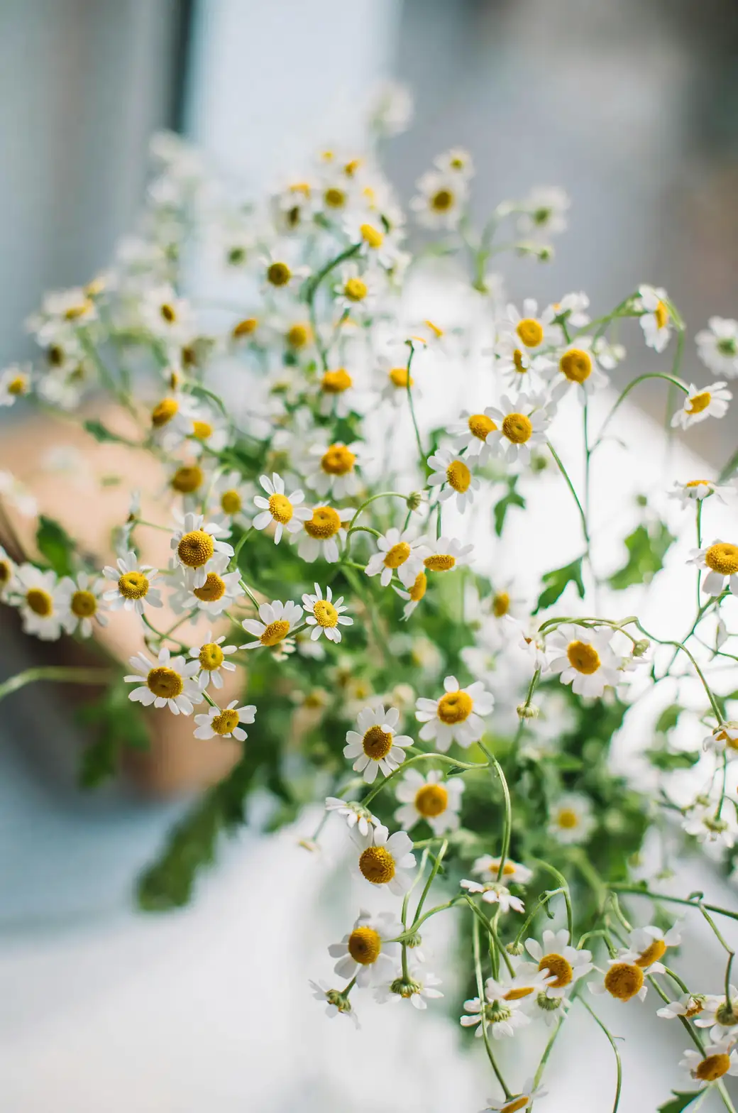 harvesting chamomile flowers basket