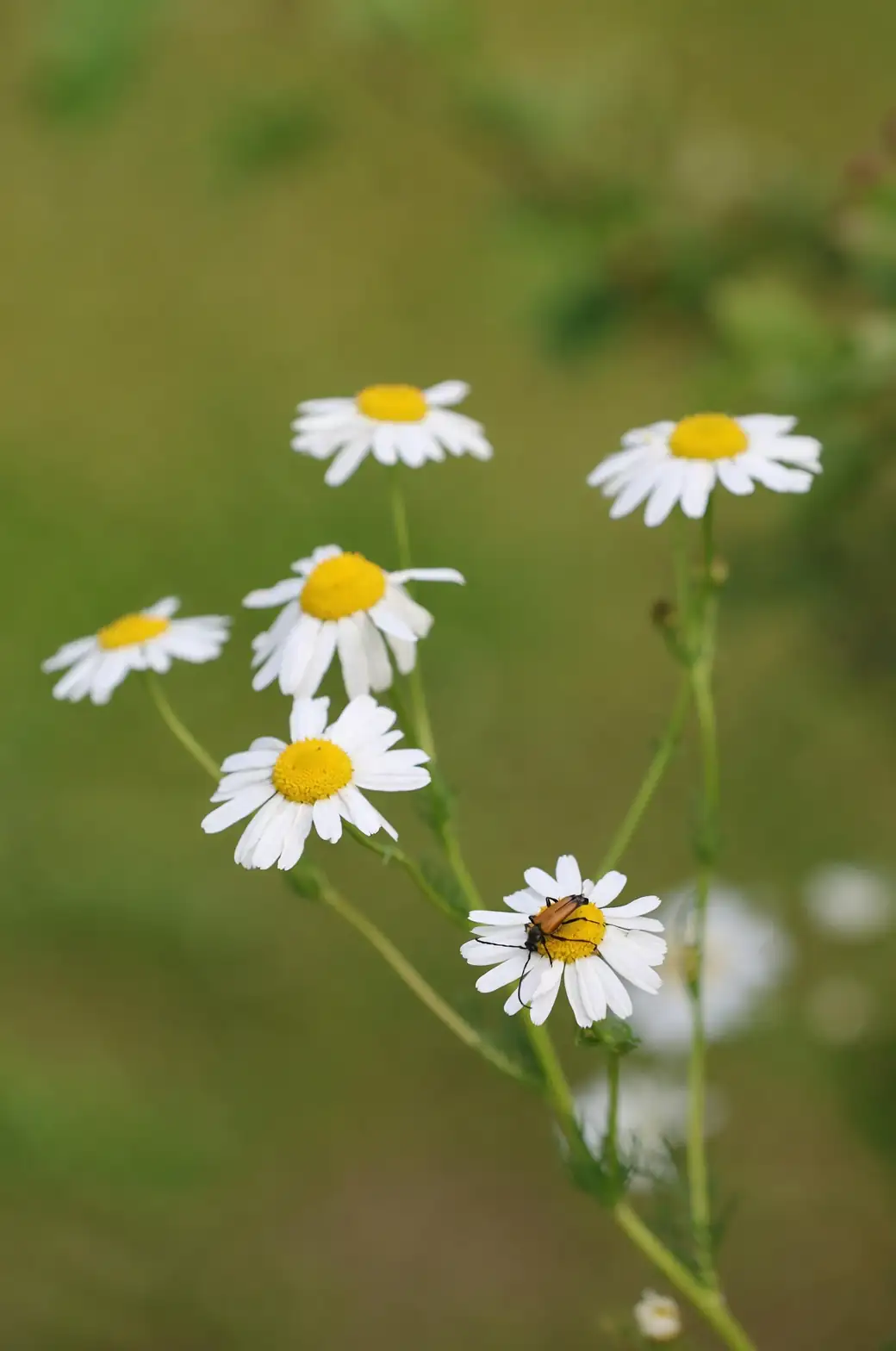 shearing chamomile plants pruners