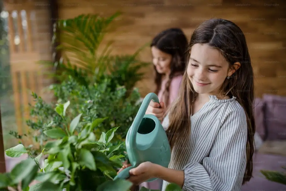 baby rubber plant watering drainage