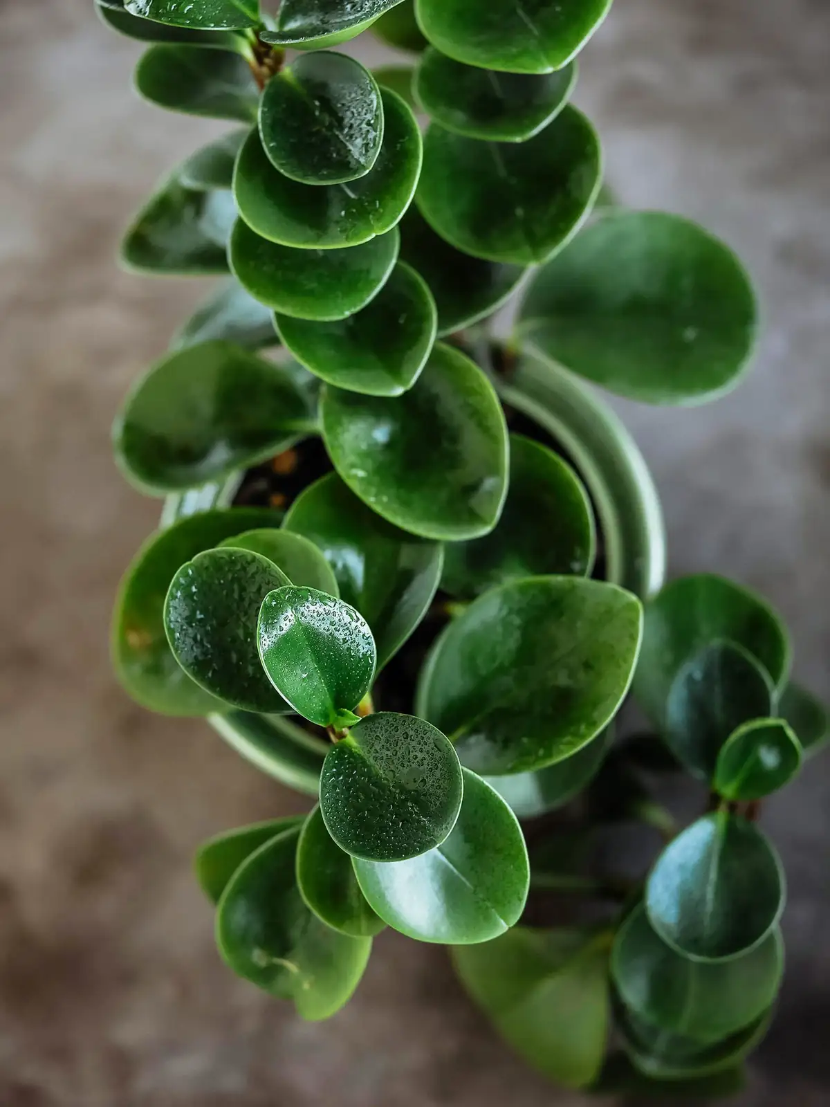 baby rubber plant yellow leaves