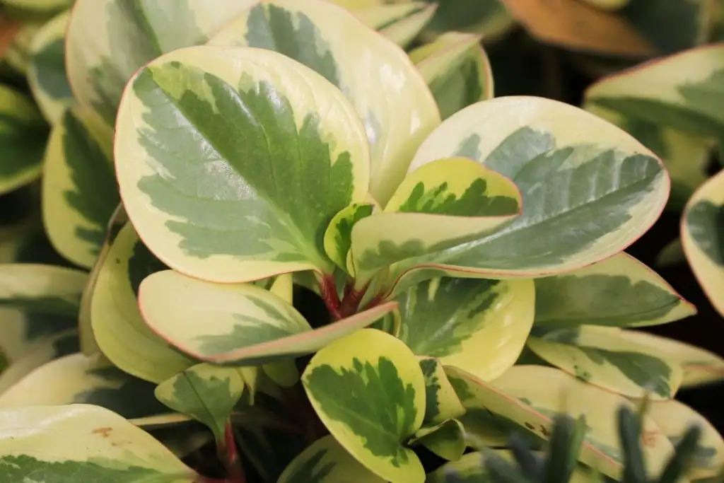peperomia obtusifolia glossy leaves close up